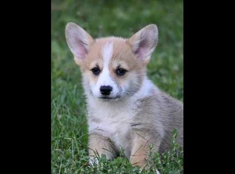 welsh corgi pembroke 01m.jpg